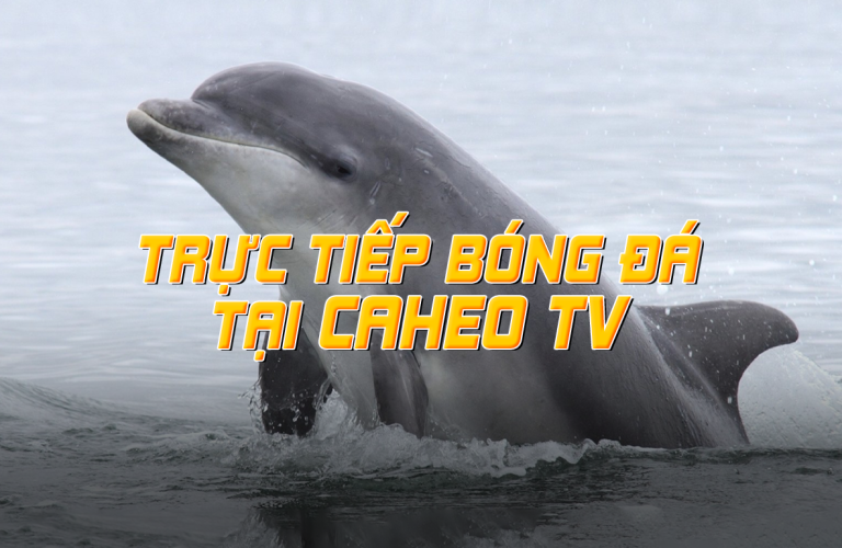 Caheo tv tr c ti p b ng truy c p caheo link nhanh nh t caheo tv